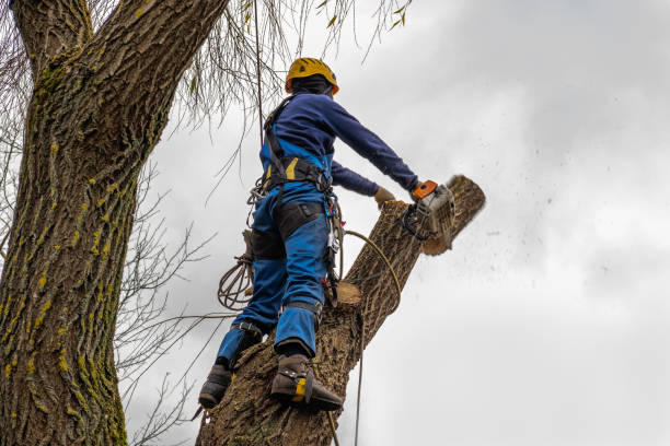 How Our Tree Care Process Works  in  Homer, AK